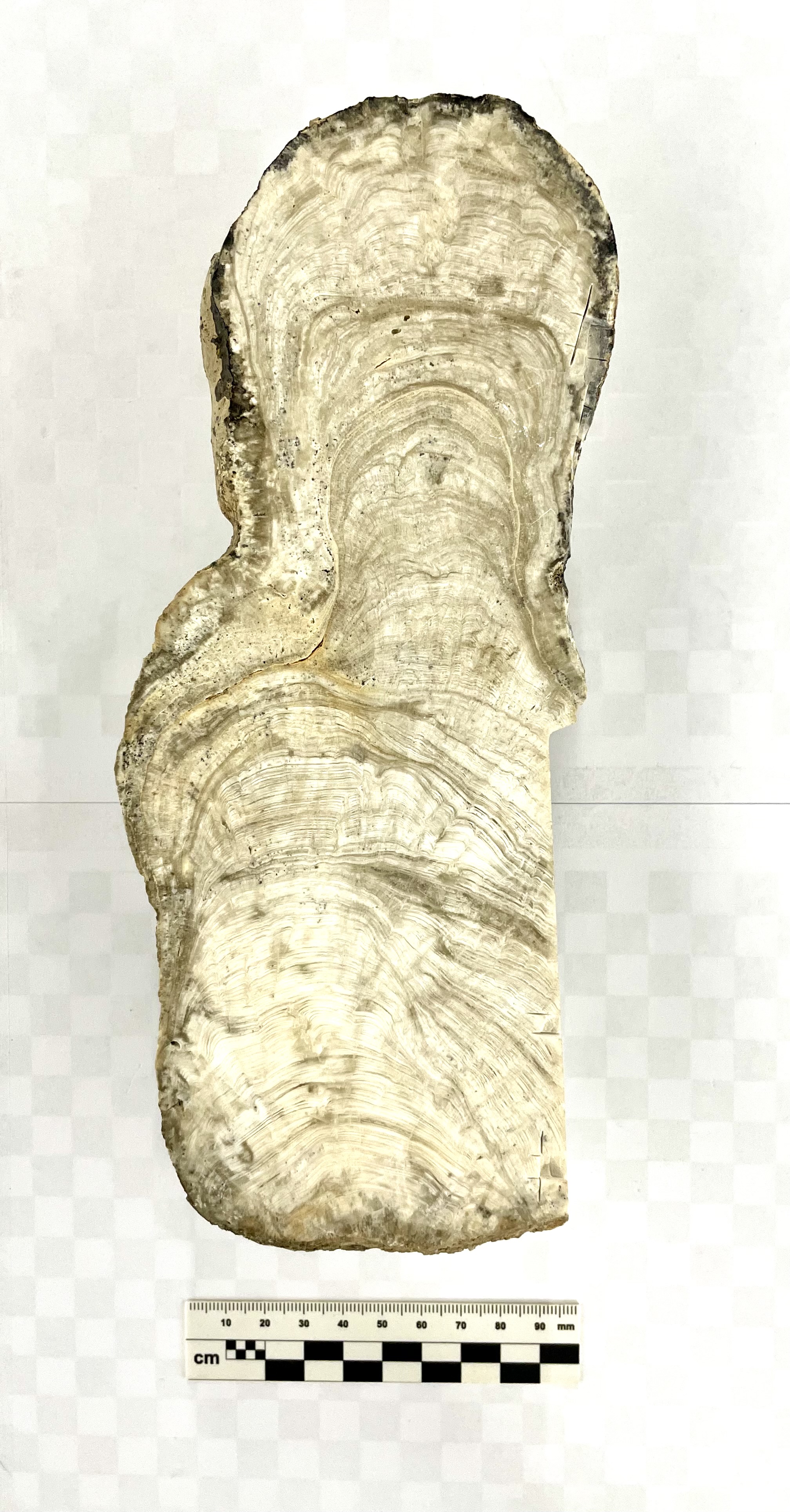 image sample